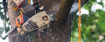 Best Fruit Tree Pruning  in Franklin, KY