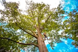 Best Lawn Maintenance Plans  in Franklin, KY
