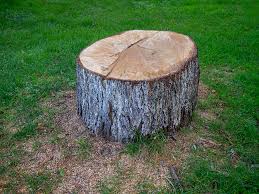 Best Tree Health Inspection  in Franklin, KY