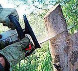 How Our Tree Care Process Works  in  Franklin, KY