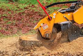 Best Root Management and Removal  in Franklin, KY