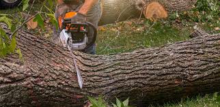 Leaf Removal in Franklin, KY