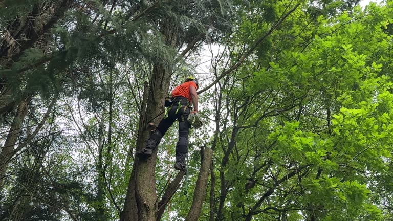 Best Leaf Removal  in Franklin, KY
