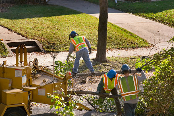 Best Stump Grinding and Removal  in Franklin, KY