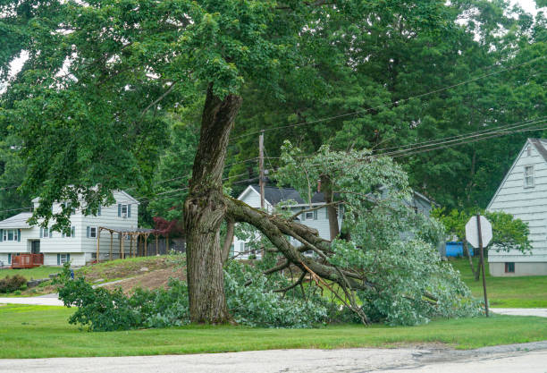 Best Seasonal Cleanup (Spring/Fall)  in Franklin, KY