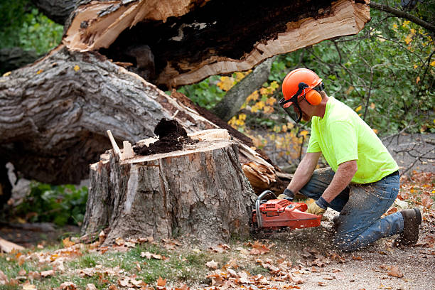 Best Tree Disease Treatment  in Franklin, KY