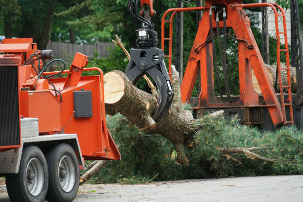 Best Tree Preservation Services  in Franklin, KY