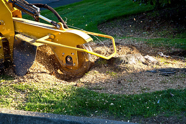Best Landscape Design and Installation  in Franklin, KY