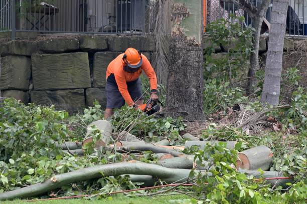 Best Tree and Shrub Care  in Franklin, KY