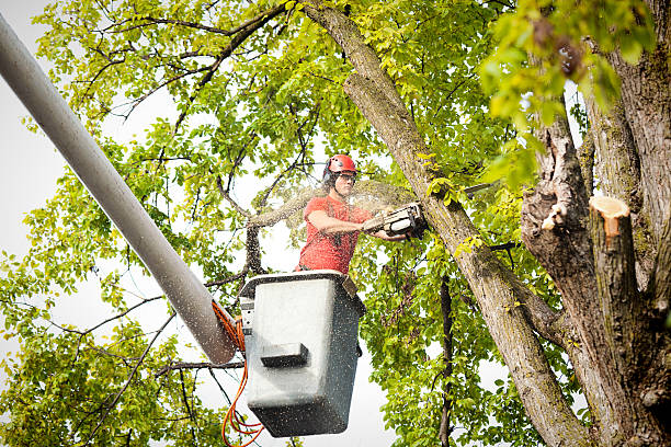 Best Tree Removal  in Franklin, KY