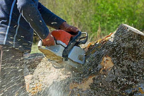  Franklin, KY Tree Services Pros