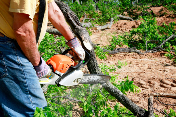 Best Hazardous Tree Removal  in Franklin, KY